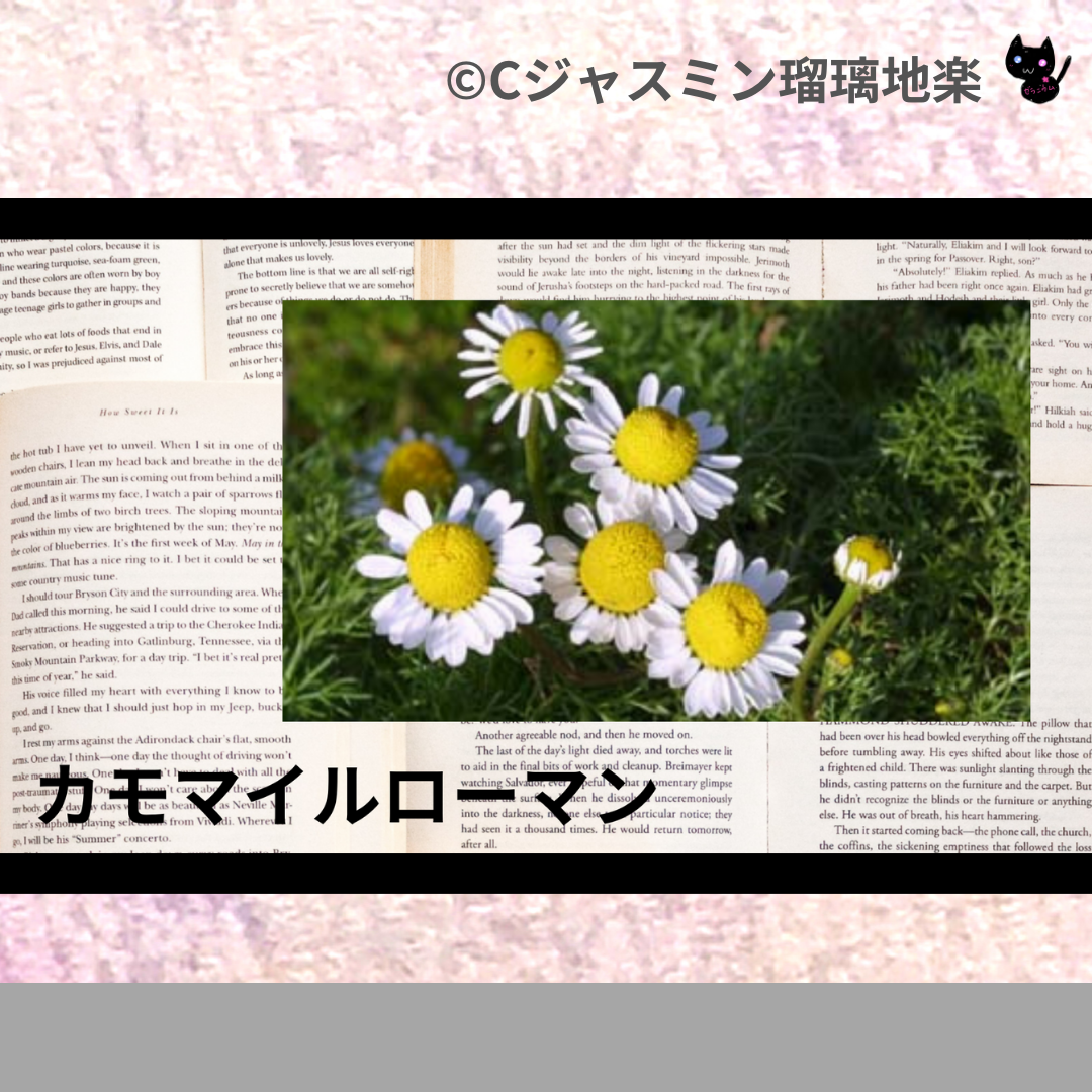 カモマイル・ローマン(精油)｜鎮静、リラックス、不眠症、誘眠｜禁忌なし　カモマイル・ローマン(ハーブ)｜腹痛、鎮静、リラックス｜禁忌あり・注意なし