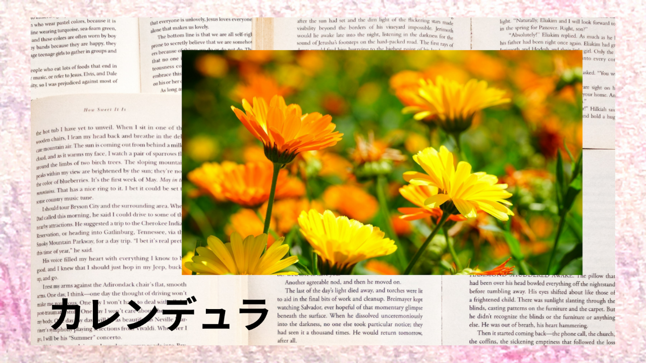 カレンデュラ(ハーブ)｜カロチノイド、クエルセチン｜禁忌なし