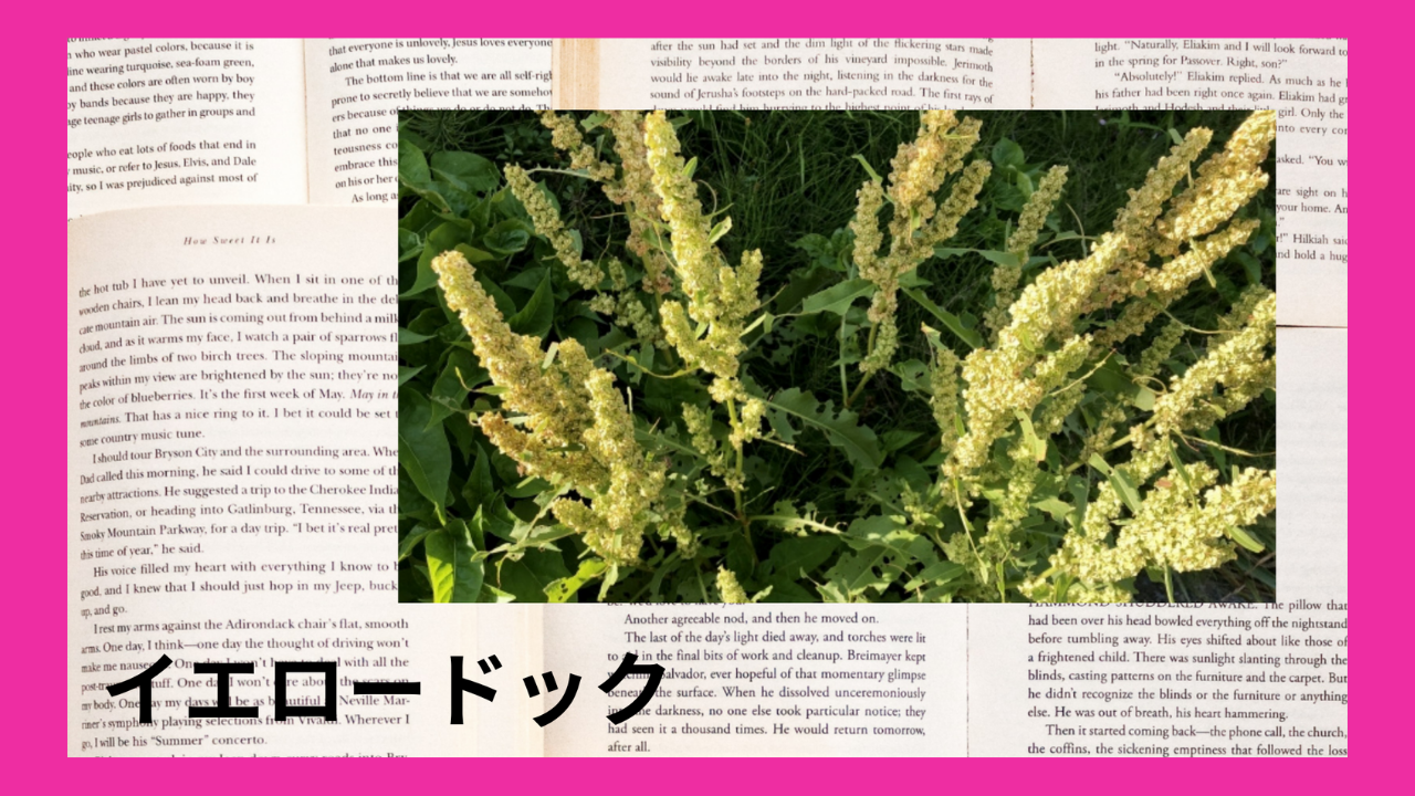 イエロードック(ハーブ)｜タンニン、エモジン｜禁忌あり