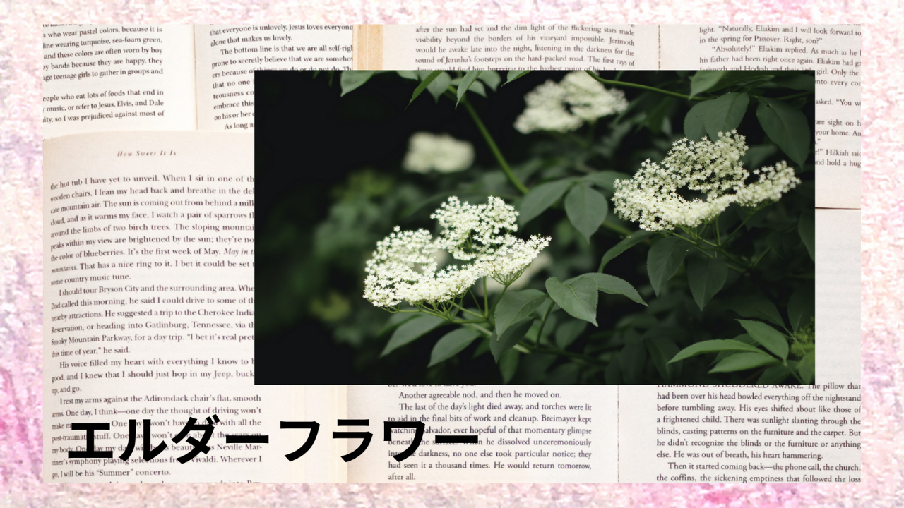 エルダーフラワー(ハーブ)｜クロロゲン酸、カリウム｜禁忌なし