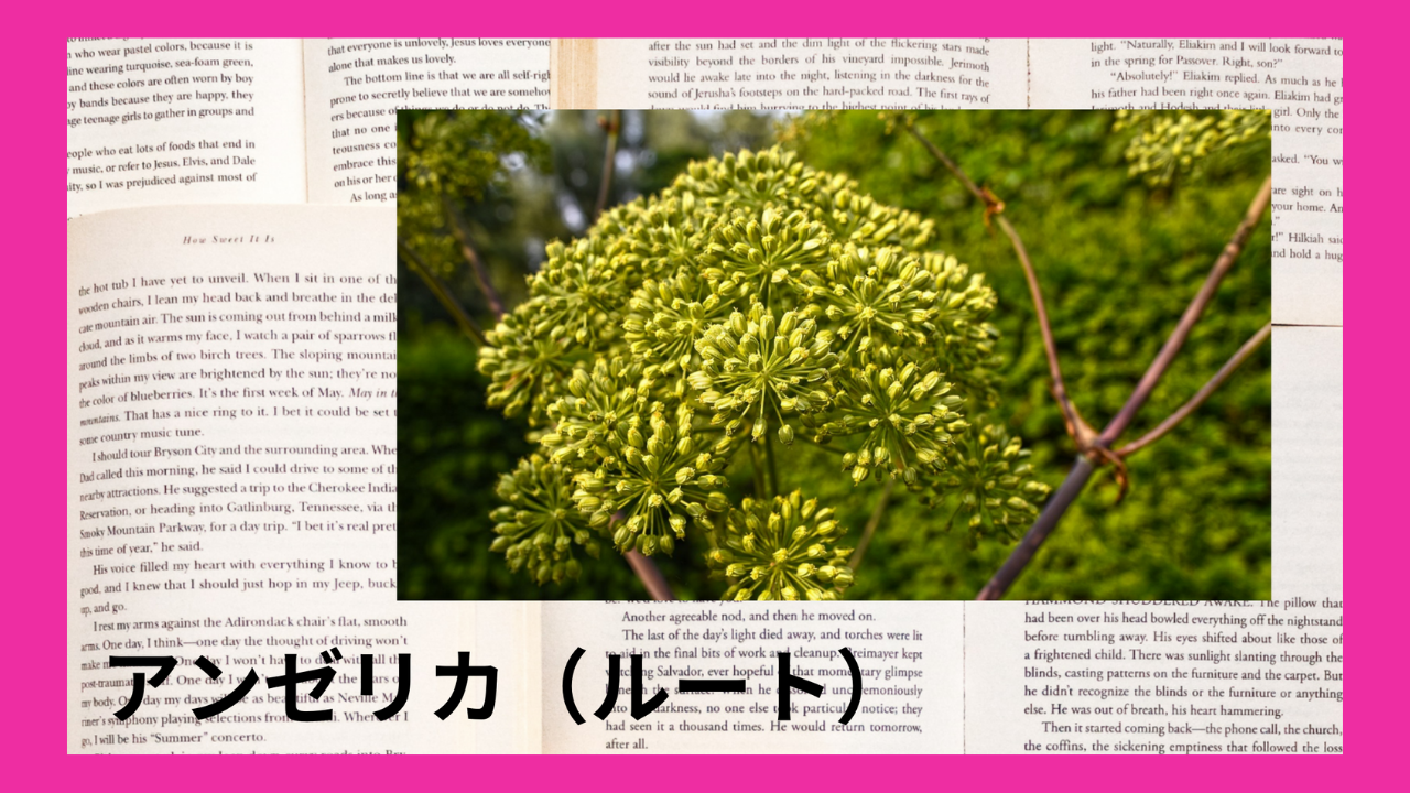 アンゼリカ(ルート)(精油)｜モノテルペン炭化水素類(α₋ピネン、α₋フェランドレン、サビネン)｜禁忌あり・光毒性