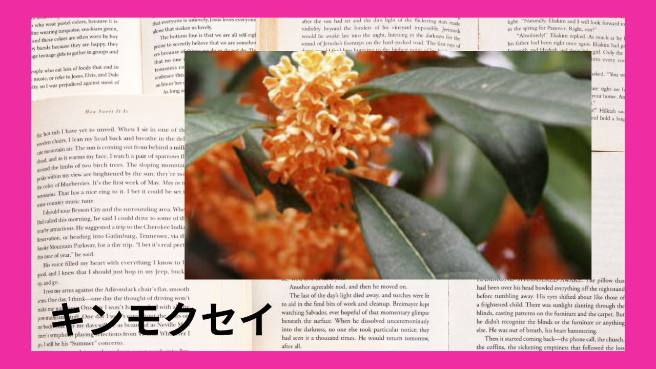 キンモクセイ(精油)(ハーブ)｜モノテルペンアルコール類(リナロール)、カロチノイド、精油成分｜禁忌あり
