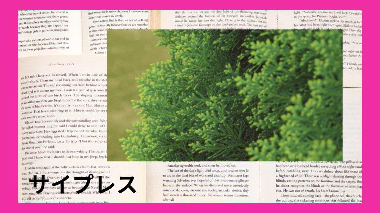 サイプレス(精油)｜モノテルペン炭化水素類(δ₋3₋カレン、α₋ピネン)｜禁忌あり