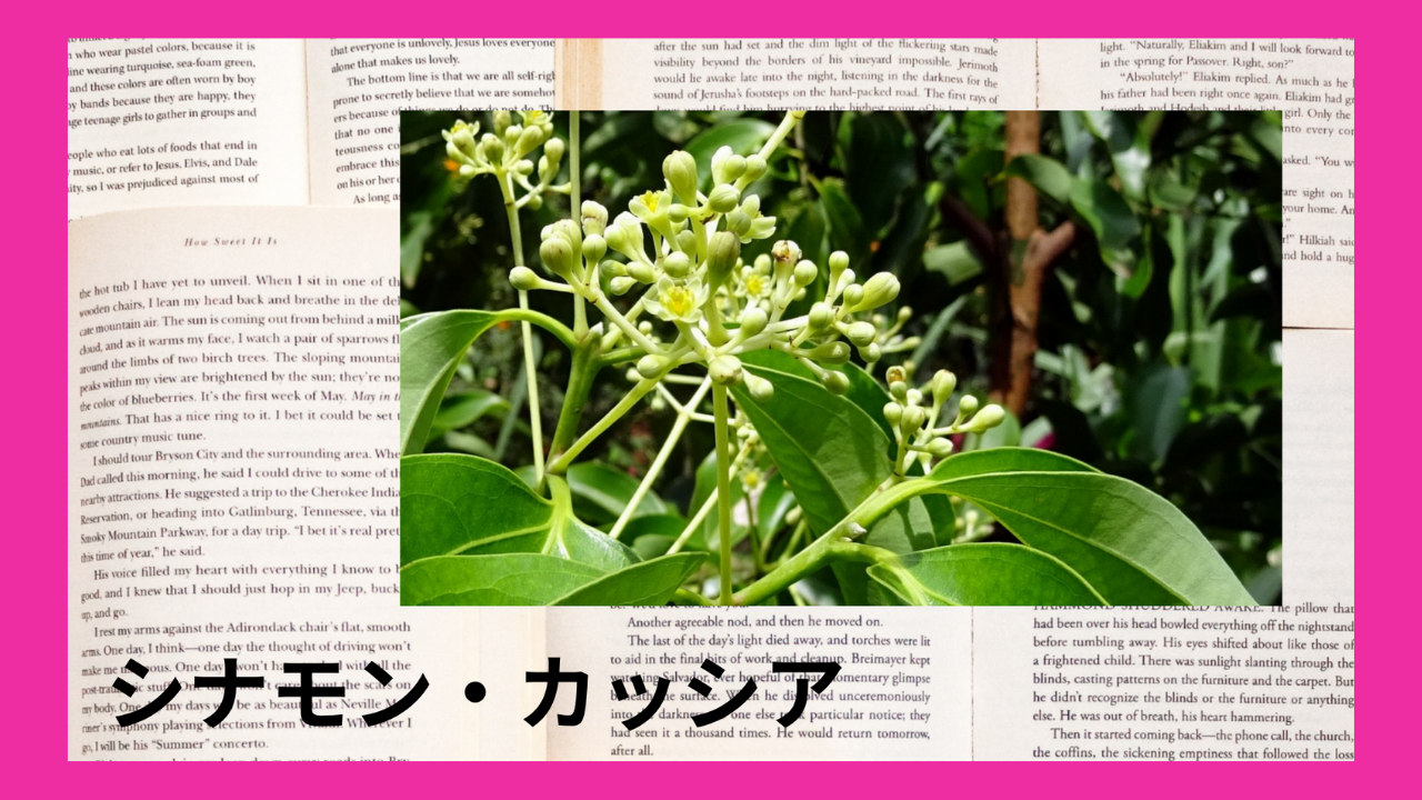 シナモン・カッシア(精油)｜芳香族アルデヒド類(ケイ皮アルデヒド)、ラクトン類(クマリン)｜禁忌あり
