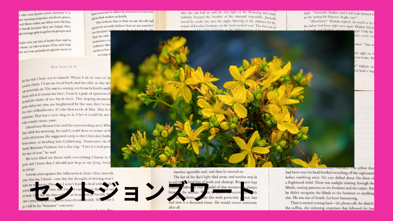 セントジョンズワート(ハーブ)｜ヒペリシン、ヒペルフォリン｜禁忌あり