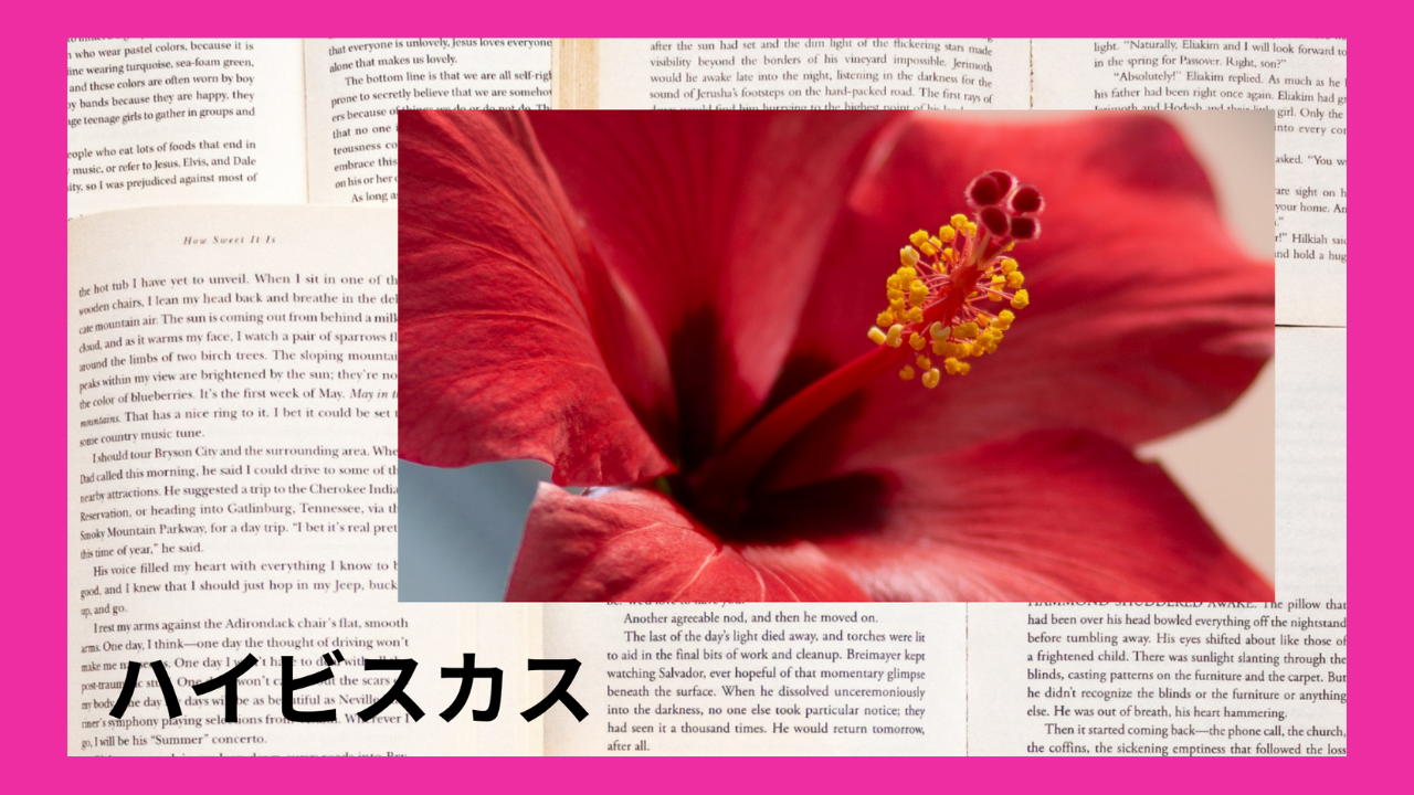 ハイビスカス(ハーブ)｜ビタミンｃ、カリウム｜禁忌あり