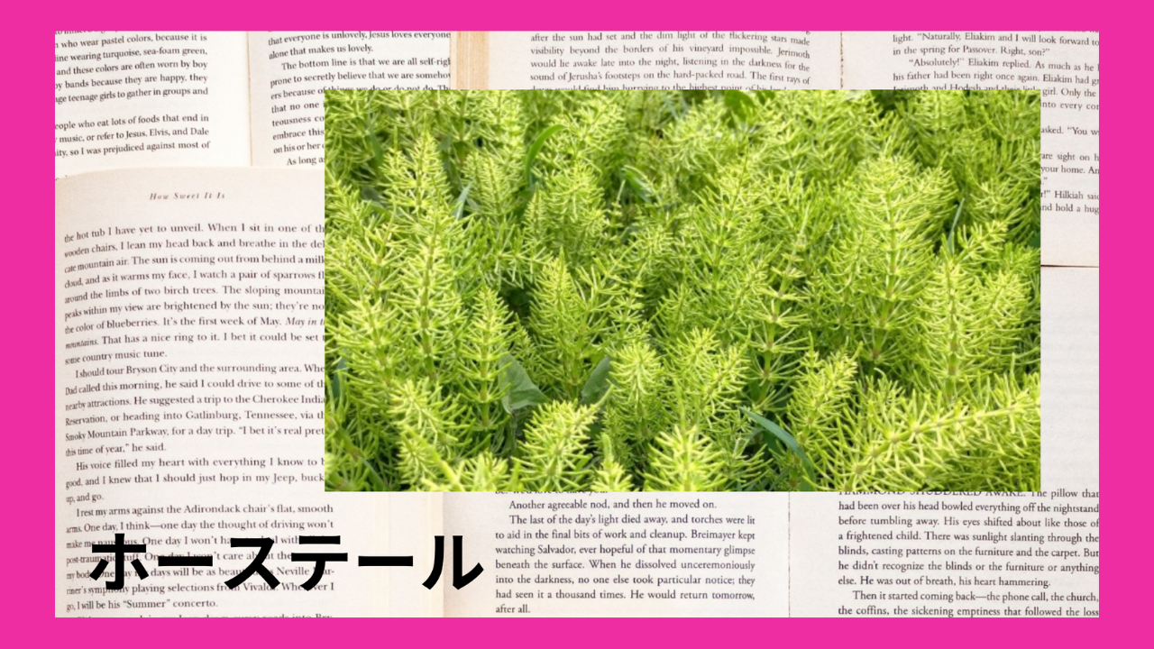 ホーステール(ハーブ)｜サポニン、アルカロイド｜禁忌あり