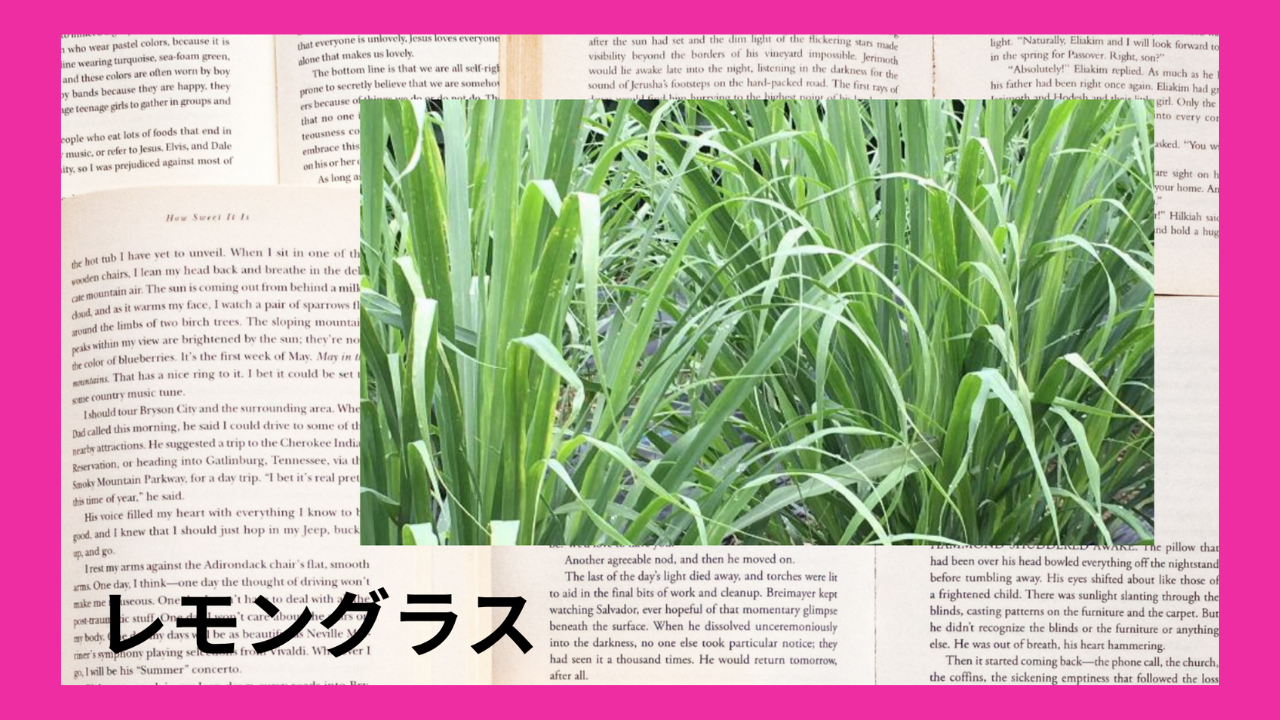 レモングラス(精油)(ハーブ)｜タンニン、テルペン系アルデヒド類(ゲラニアール、ネラール)、モノテルペン炭化水素類｜禁忌あり
