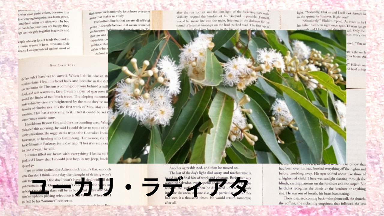 ユーカリ・ラディアタ(精油)｜酸化物類(1.8シネオール)、モノテルペン炭化水素類(リモネン)、モノテルペンアルコール類(α‐テルピネオール)｜禁忌あり